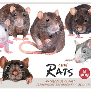 Watercolor rats clipart - realistic portraits of rat - mice illustrations - cute rat sublimation - rodents illustration - for rat lover pics