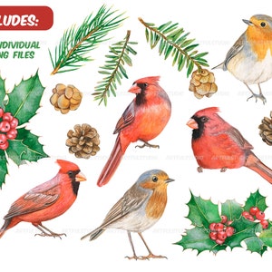 Watercolor winter birds clipart christmas cardinals illustration PNG-red and green holiday-robin bird, cones, holly,christmas compositions image 2