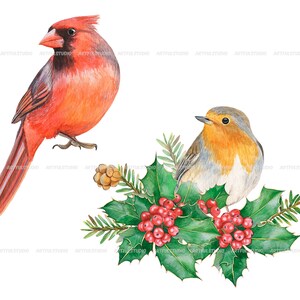 Watercolor winter birds clipart christmas cardinals illustration PNG-red and green holiday-robin bird, cones, holly,christmas compositions image 7