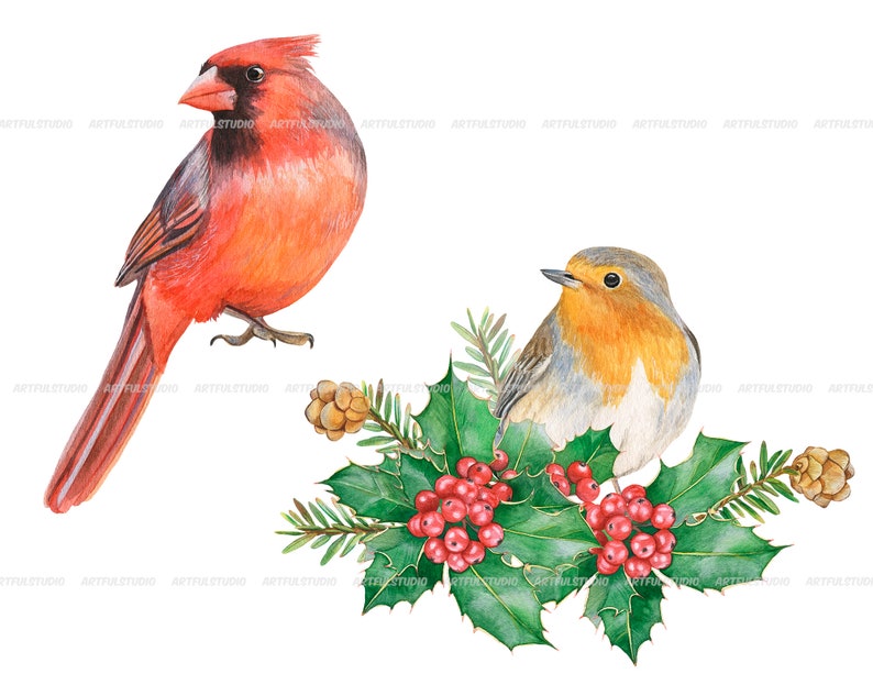 Watercolor winter birds clipart christmas cardinals illustration PNG-red and green holiday-robin bird, cones, holly,christmas compositions image 7