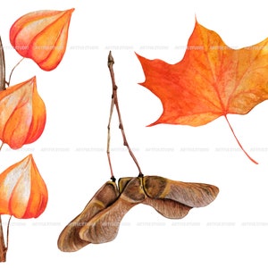 Watercolor autumn forest clipart realistic botanical illustration-nature graphic-fall yellow leaves, berries, chestnut, cone, physalis PNG image 7