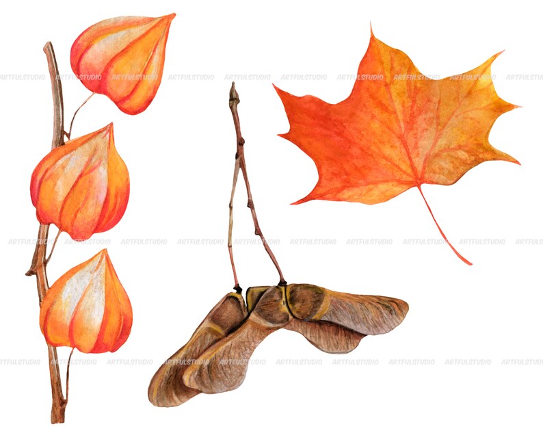 Watercolor autumn forest clipart realistic botanical illustration-nature graphic-fall yellow leaves, berries, chestnut, cone, physalis PNG image 7