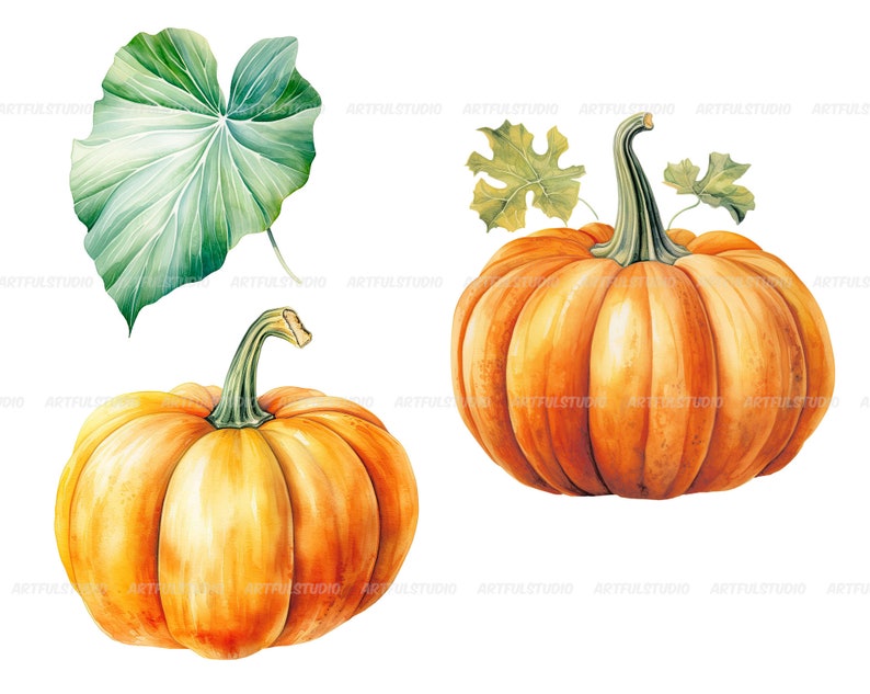 Watercolor halloween pumpkins clipart autumn realistic plant harvest floral compositions-botanical illustration-pumpkin transparent back image 6