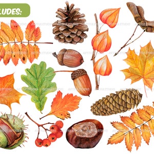 Watercolor autumn forest clipart realistic botanical illustration-nature graphic-fall yellow leaves, berries, chestnut, cone, physalis PNG image 2