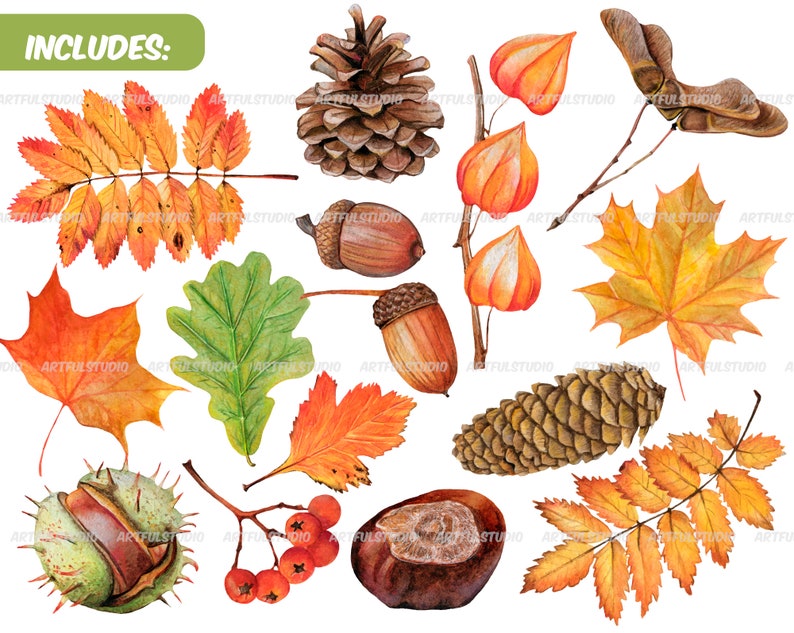 Watercolor autumn forest clipart realistic botanical illustration-nature graphic-fall yellow leaves, berries, chestnut, cone, physalis PNG image 2