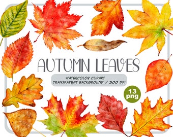 Watercolor autumn leaves clipart - fall leaf PNG - realistic colourful sublimation- botanical illustration-Leaf Craft-forest clip art-nature