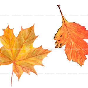 Watercolor autumn forest clipart realistic botanical illustration-nature graphic-fall yellow leaves, berries, chestnut, cone, physalis PNG image 8