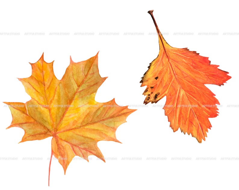 Watercolor autumn forest clipart realistic botanical illustration-nature graphic-fall yellow leaves, berries, chestnut, cone, physalis PNG image 8