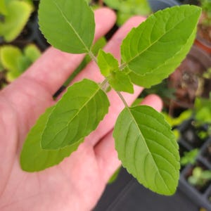 May include: Close-up of a small green plant with oval-shaped leaves. The plant is held in a hand, with other plants visible in the background. The leaves have prominent veins and a vibrant green color, suggesting a healthy specimen.