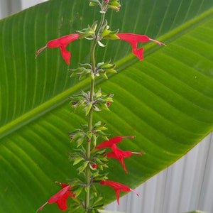 Tropical Salvia Seeds (Scarlet Sage) - 50 seeds