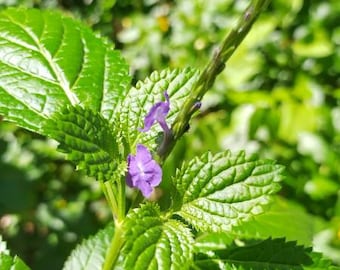 Blue Porterweed Seeds - 50 seeds