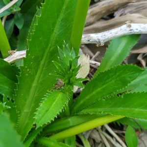 Culantro Seeds (AKA Chadon Beni, Recao, Ngo Gai, Sawtooth or Mexican Coriander) - 100 seeds