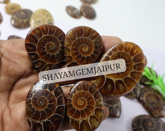 100% Natural Ammonite Gemstones Top Quality Ammonite Crystal Ammonite Fossil Cabochons Rings Pendants Gifts Mix Shape Ammonite Stone Lot
