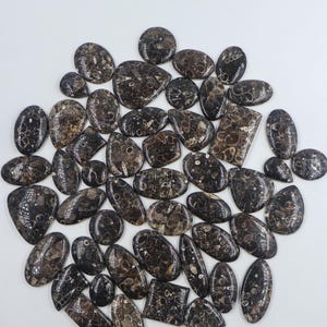 TURRITELLA Lot 100% Natural Turitella Handmade Turitella  For Jewelry Making Fossil Mix Shape - Size High Quality Turitella Lot Wholesale