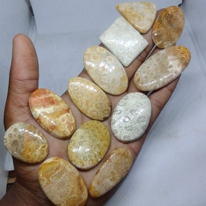 60%OFF Fossil coral stone! Wholesale Fossil coral Cabochon Lot - Fossil coral Cabs Lot - Fossil coral stone For Making Jewelry/Necklace/Ring
