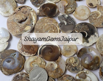 May include: A collection of polished, fossilized ammonite shells in various sizes and shades of brown, beige, and gray. Some shells have visible spiral patterns and internal chambers. The text "ShayamGemsJaipur" is overlaid on the image.