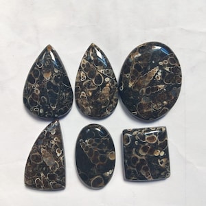 6 pcs Lot Turritella Agate 297carat Gemstone Mix Shape Natural Turritella Cabochon Loose stone Jewelry Making Supply Healing Energy Gemstone