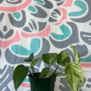 Beautiful 4inch Potted Marble Queen Pothos