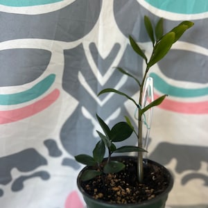 4inch Potted ZZ Plant
