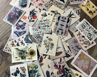 25/50 Vintage Flower Plants // Cool Stickers // Artistic // Interesting Stickers //  Vinyl Stickers // 6