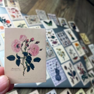 25/50 Piante di fiori vintage // Adesivi fantastici // Adesivi artistici // Adesivi interessanti // Adesivi in vinile // 6