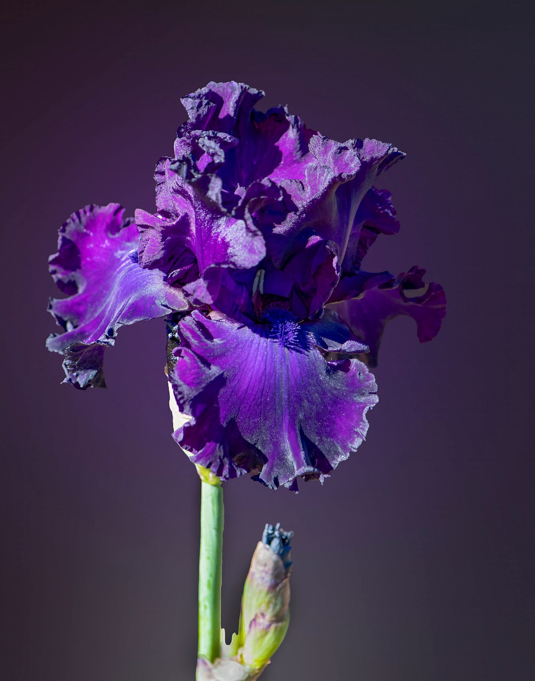 Iris Flower Bearded Iris Printable Digital Download Wall - Etsy