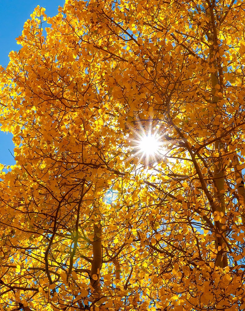 Aspen Tree Fall Color Leaves Printable Home Wall Decoration Etsy