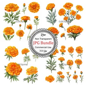 May include: A collection of 300 dpi, non-transparent JPG images of marigold flowers in various stages of bloom. The flowers are a vibrant orange colour and have green leaves. The images are perfect for crafting, scrapbooking, and other creative projects.