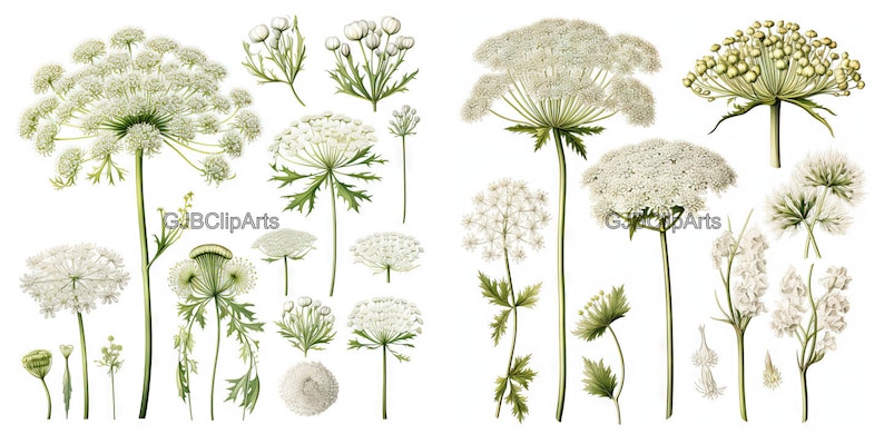 Flower Photography, Queen Anne's Lace Print, Floral Aqua
