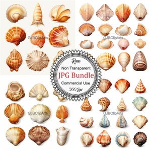 Puede incluir: Una colección de 30 conchas diferentes en varias formas, tamaños y colores. Las conchas están dispuestas en un patrón de cuadrícula sobre un fondo blanco. La imagen está etiquetada como "Raw Non Transparent JPG Bundle Commercial Use 300 Dpi".
