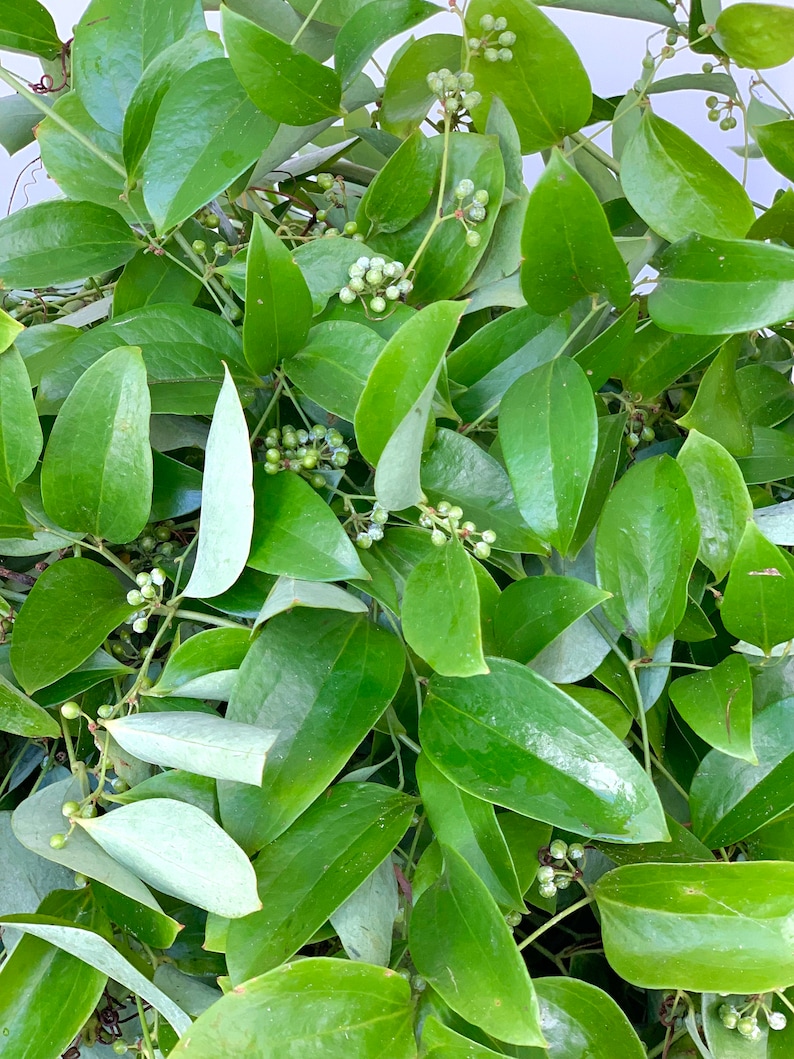 Fresh Southern Texas Smilax, Smilax Vine, Wedding Vine, Southern Smilax