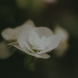 Malerisches Portrait einer weißen Blume