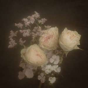 Fine Art Roses V