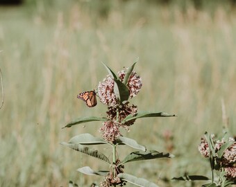 Butterfly on Milkweed