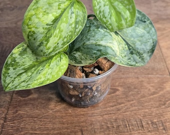 Scindapsus