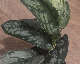 Mariposa Scindapsus -  Rare - Tropical House Plant  - 3 inch pot