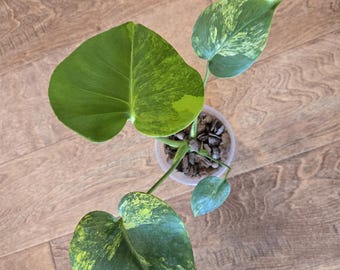 Monstera  Aurea    - Rare - Tropical House Plant 3.5 inch pot
