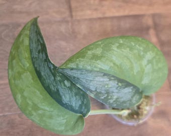 Scindapsus Sentarum - Etsy