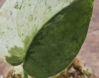 Scindapsus