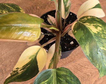Variegated Red Congo  Philodendron - Rare - Tropical House Plant - Live Plant 4 Inch Pot