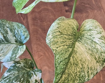 Monstera Mint    - Rare - Tropical House Plant - 4 inch pot