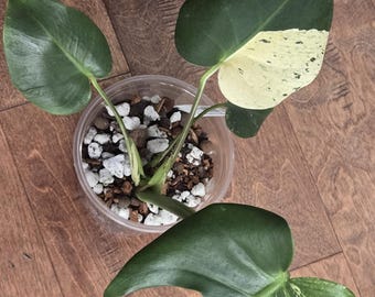 Monstera  Mint  - Rare - Tropical House Plant - 5 inch pot