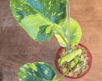 Monstera Electrolyte  - Rare - Tropical House Plant - Live Plant in moss