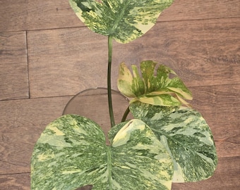 Monstera Legacy - Rare - Tropical House Plant - Live Plant in moss
