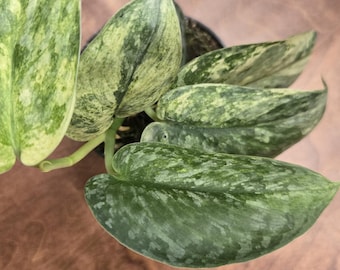 Scindapsus