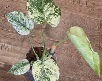 Monstera Mint    - Rare - Tropical House Plant - 4 inch pot