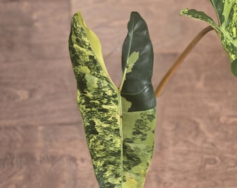 Variegated Billietiae Philodendron  - Rare - Tropical House Plant