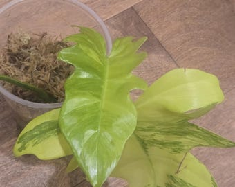 Philodendrons