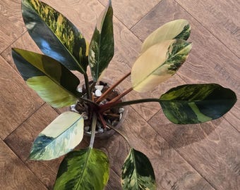 Yellow Congo  Philodendron - Rare - Tropical House Plant - Live Plant in Moss