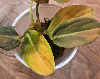 Variegated Gigas Philodendron - Rare - Tropical House Plant - Live Plant in moss